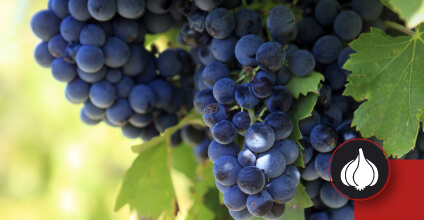 Uvas